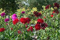 Dahlia 'Indian Summer', Dahlia 'Sam Hopkins'  and Dahlia 'Jocondo'