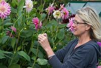 Woman disbudding Dahlias to produce larger flowers.  