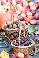 Baskets of harvested nuts in garden.