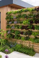 Wood panel living wall, with salad and herbs. 'The Salad Deck', RHS Malvern Spring Festival, 2018.