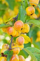 Malus 'Butterball' - Crab Apple fruit