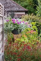 Hanging basket planted with Cineraria cirrus, Geranium Precision Amethyst, Helichrysum microphyllum and  Fuchsia 'Blue Mirage'. 