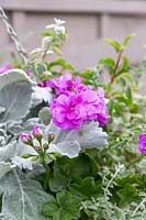 Hanging basket planted with Cineraria cirrus, Geranium Precision Amethyst, Helichrysum microphyllum and and Fuchsia 'Blue Mirage'. 