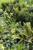 Mixed planting with Buxus sempervirens, ferns, hellebores , Primula elatior, Brunnera and  Narcissus 'Minnow'-  'The Landform Spring' Garden - Ascot Spring Garden Show, 2018.