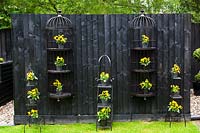 Display of black ornate ironwork with yellow pansies providing bold contrasting colour. 
