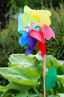 Multicoloured windmills with Hosta 'Big Daddy' - Sieboldiana hybrid, to deter  pigeons. 