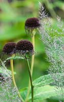 Seedheads of Inula magnifica with Calamgrostis brachytricha.