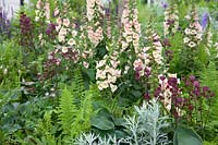 Digitalis 'Sutton Apricot', Athyrium filix-femina, and Astrantia major - 'A Family Garden', sponsored by CCLA, RHS Chatsworth Flower Show, 2018.-