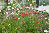 Meadow planting includes Achillea millefolium 'Red Velvet', Lychnis flos-cuculi and ox-eye daisy - 'A Family Garden', sponsored by CCLA, RHS Chatsworth Flower Show, 2018.
