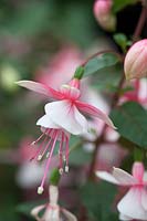 Fuchsia 'Elma'