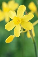 Narcissus fernandesii -  Daffodil  