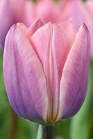 Tulipa 'Light and Dreamy' - Darwin Hybrid Group Tulip.