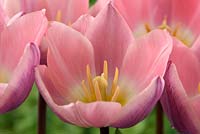 Tulipa 'Light and Dreamy' - Tulip  