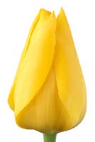 Tulipa  'Conqueror'  Tulip  