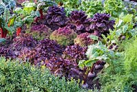Lettuce 'Lettony','Lollo Rossa' and'Nymans'. 'RHS Growing Community Garden', RHS Hampton Flower Show, 2018 