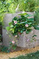 Fragaria x ananassa, Pink-Flowering Strawberry. 'RHS Grow Your Own with The Raymond Blanc Gardening School', RHS Hampton Flower Show, 2018