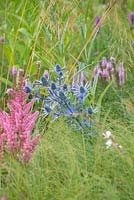 Eryngium bourgatii with Stipa tenuissima in the meadow created by Piet Oudolf at RHS Hampton Court Palace Flower Show 2018 - Iconic Horticultural Heroes