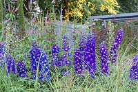 Blue Delphiniums in a raised bed with Veronicastrum virginicum 'Fascination' - Secured by Design, Sponsored by Secured By Design, Capel Manor College, Smartwater, RHS Hampton Court Palace Flower Show, 2018.