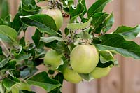Malus domestica 'Cox's Orange Pippin' - apple 