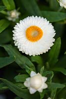 Xerochrysum bracteantha - everlasting flower