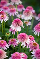 Echinacea 'Butterfly Kisses' - coneflower