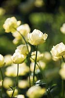 Trollius x cultorum 'Cheddar' - Globeflower 