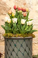 Tulipa 'La Belle Epoque' and Tulipa 'Calgary' in a pot. 