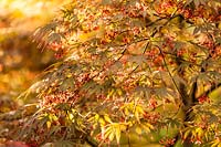 Acer palmatum 'Kinran' - Japanese maple.