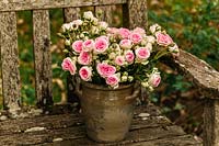 Earthenware pot with bouquet of pink roses on a teak garden bench. 