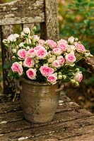 Earthenware pot with pink roses on teak garden bench