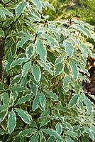 Pittosporum eugenioides 'Variegatum' - variegated tarata