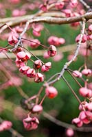 Euonymus oxyphyllus - Spindle 