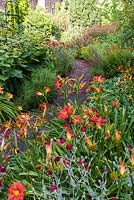 View or path winding through flowering borders of Lychnis and Hemerocallis. University of Bristol Botanic Garden, Bristol, UK. 