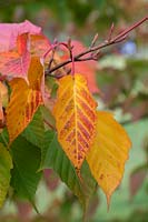 Acer morifolium - mulberry-leaf maple