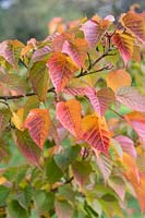 Acer morifolium - Mulberry leaf maple 