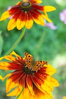 Polygonia c-album - Comma butterfly - on rudbeckia flower. 