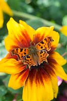 Polygonia c-album - Comma butterfly on rudbeckia flower 