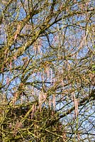 Acer negundo var. violaceum - Ash-Leaved Maple