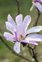 Magnolia liliflora 'The Shrine'