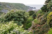 View across narrow path with mounds of shrubs including Viburnum, Rhododendron, Camellia and 
bamboo to the sea and coastline beyond