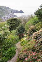 Narrow path through mounds of shrubs including Rhododendron, Camellia and 
bamboo with view of sea beyond