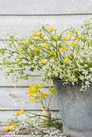 Anthriscus sylvestris - Cow parsley - displayed in metal bucket with buttercups. 
