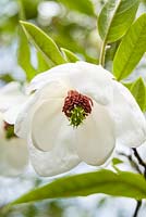 Magnolia wilsonii, AGM