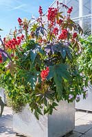 Ricinus and Impatiens sodenii  in metal container on the glasshouse terrace. RHS Garden Wisley, Surrey, UK.