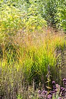 Panicum virgatum 'Rehbraun' amongst tall Hibiscus moscheutos and Origanum laevigatum 'Herrenhausen'. RHS Garden Wisley, Surrey, UK.