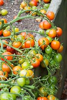 Solanum lycopersicum - Tomato 'Red Alert' 