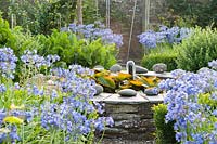 Raised pond in the walled vegetable garden, surrounded by blue-flowering Agapanthus. Trefreock Mill, St Endellion, Port Isaac, Cornwall, UK. 