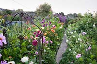 Bedsteads are used at each end of a bed of dahlias to attach strings to support the plants. Hilltop, Stour Provost, Dorset, UK. 