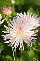 Dahlia 'Star's Lady'. Hilltop, Stour Provost, Dorset, UK