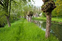 Pollarded willows along the River Wylye. Job's Mill, Crockerton, Wiltshire, UK. 